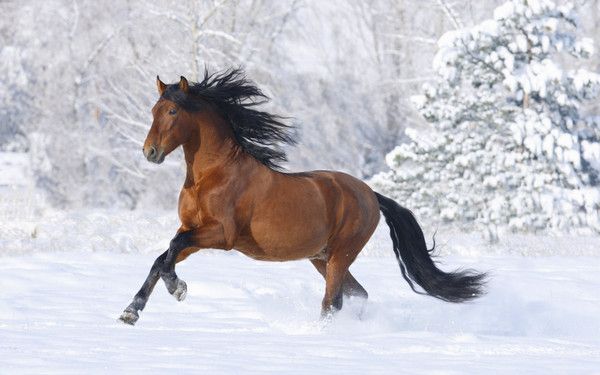cheval dans la neige...