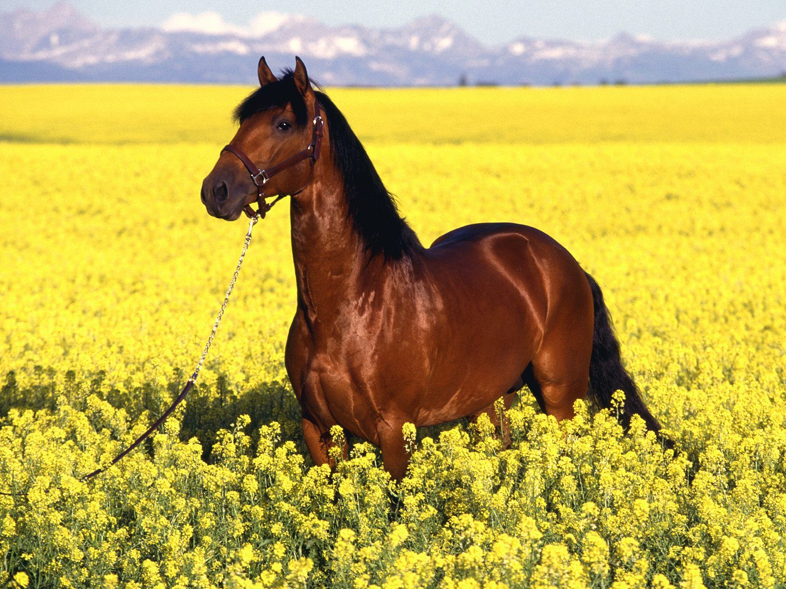 Cheval Dans Les Fleurs